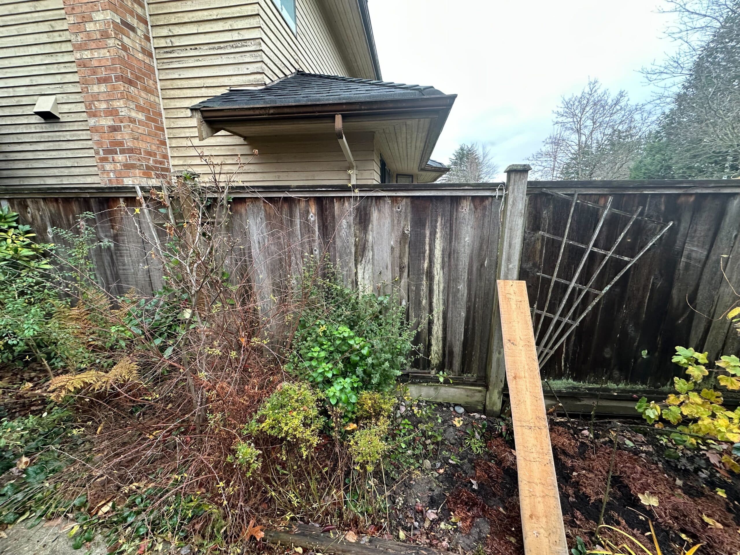 Fence before — overgrown and damaged